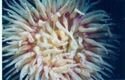 Painted Anemone taken at neck point Nanaimo BC Canada Van... by Christine Hind 